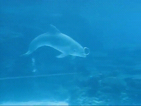Дельфины. Дельфины гиф. Живые дельфины. Дельфины анимация. Скорость дельфина в воде