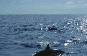 Гифки с дельфинами