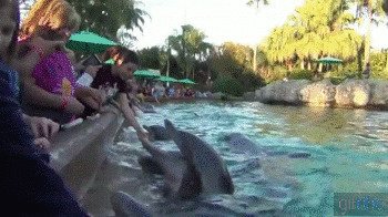 Гифки с дельфинами