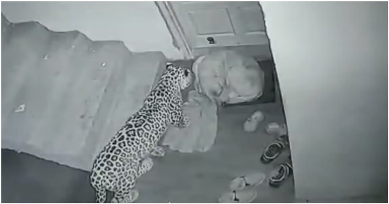 Спящая собака чуть не стала ужином для голодного леопарда
