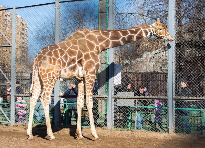13 фактов о столичном зоопарке, которые не известны даже москвичам