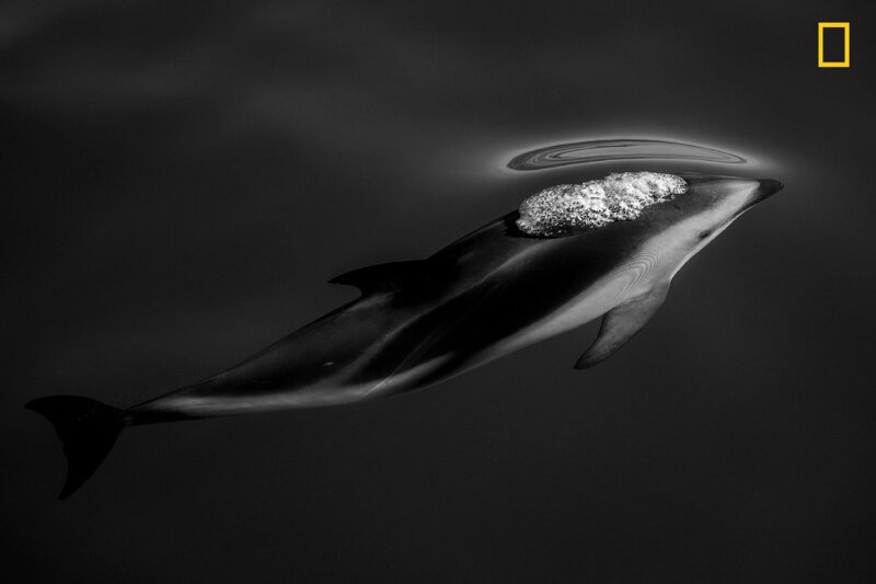 Дельфин возле города Каикоура, Новая Зеландия. (Фото SCOTT PORTELLI):