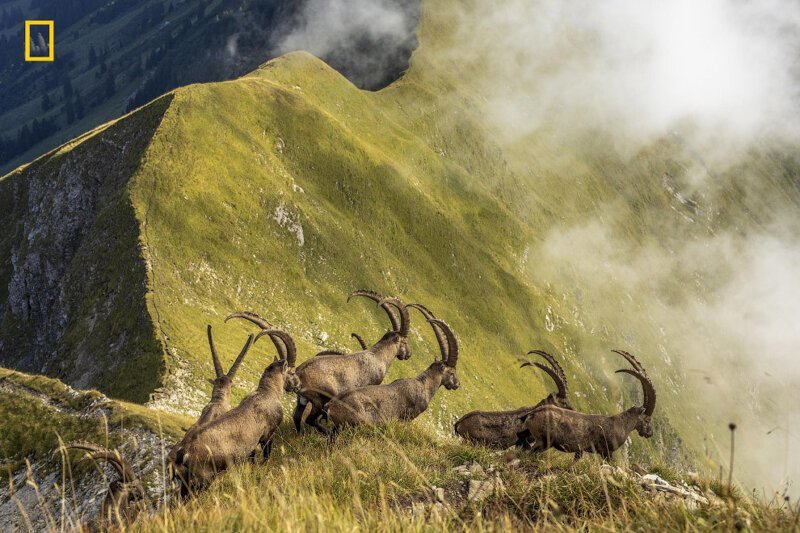 Стадо горных козлов пересекает хребет над озером Бриенц, Швейцария. (Фото JONAS SCHÄFER):