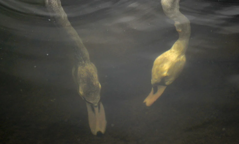 Лебеди ищут пищу под водой