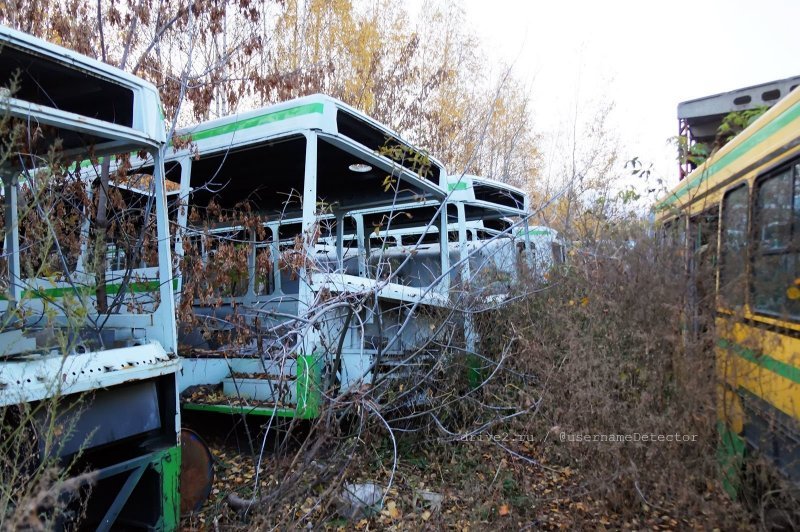 2019. Год от года залежи автобусных кузовов поглощаются дикорастущим лесом