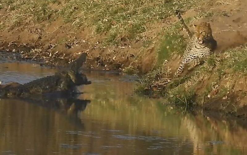 Голодный леопард попытался ограбить крокодила в африканском заповеднике