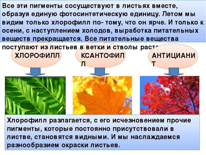 Почему меняют цвет листья: причины и факторы