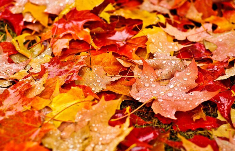 Осень вошла в права, и опять пожелтела листва: почему листья желтеют и опадают?