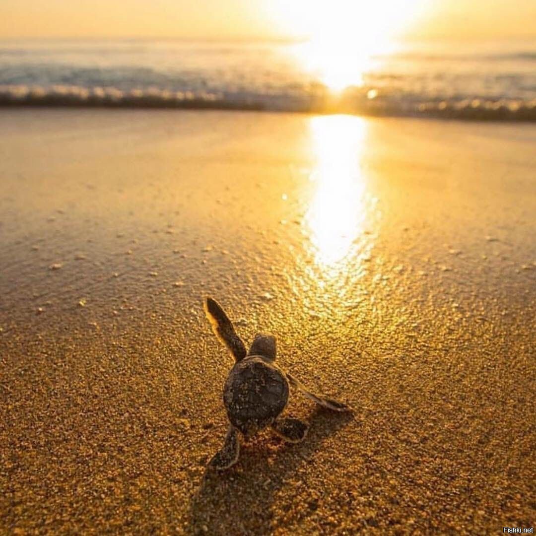 Черепаха на берегу моря