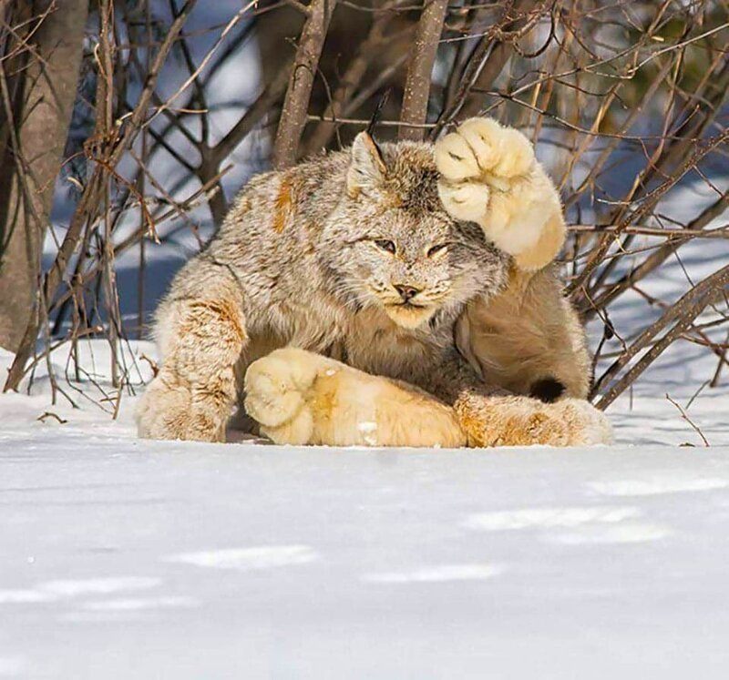 26 фотографий величественных канадских рысей — кошек с самыми мягкими и пушистыми лапищами