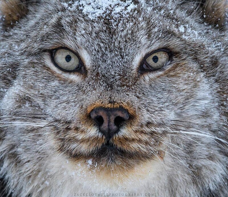 26 фотографий величественных канадских рысей — кошек с самыми мягкими и пушистыми лапищами