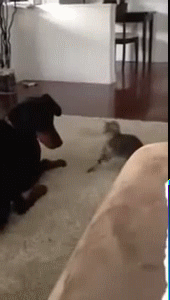 Гифки разные