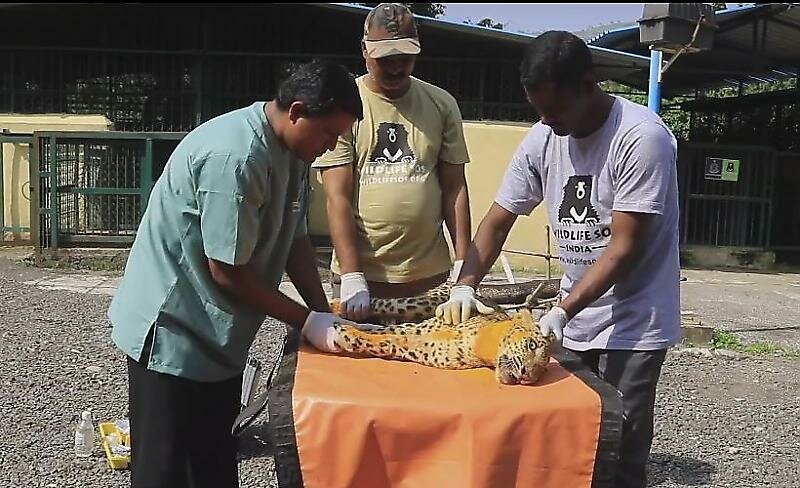Индийские спасатели научили парализованного леопарда снова ходить