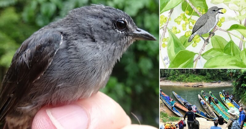 Спустя десятилетие ученые признали уникальность птицы с острова Борнео