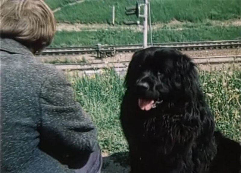 «Друг» кино о том, что собаки бывают умнее людей