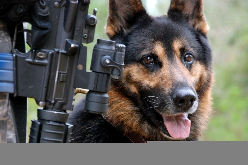 На территории покинутых объектов бродили брошенные американскими военными сторожевые собаки.