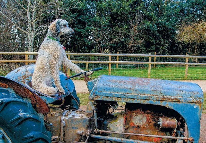 25 фотографий собак от британца, который снимает их уже 40 лет и готов полаять на модель ради кадра