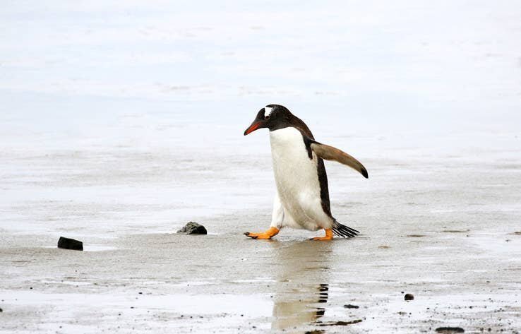 Минные поля на Фолклендах стали пингвиньим заповедником