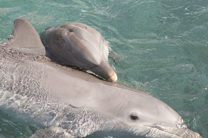 Дельфинихи поют песни своим еще не рожденным детенышам