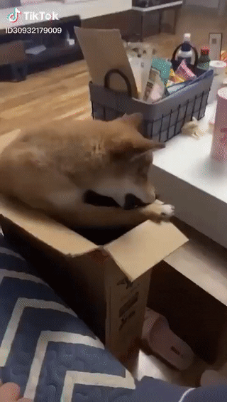 Кто сказал, что коробки только для котов