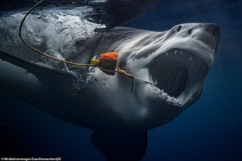 Однако фотограф уверяет, с акулами можно безопасно взаимодействовать