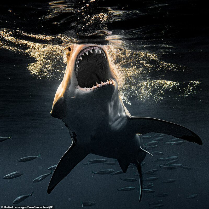 Страх перед акулами перерождается в восхищение