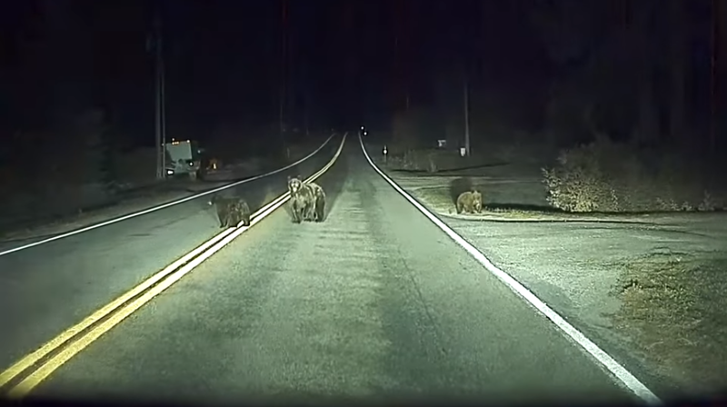 Автопилот Tesla «увидел» медведицу с детенышами раньше водителя и остановил машину