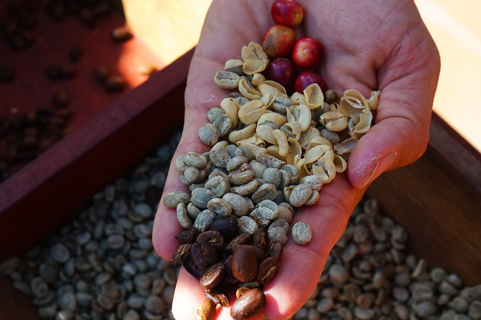 Coffee is grown. Кофе растет. Кофейные плантации. Кофейные зерна на дереве. Вырастить кофе.