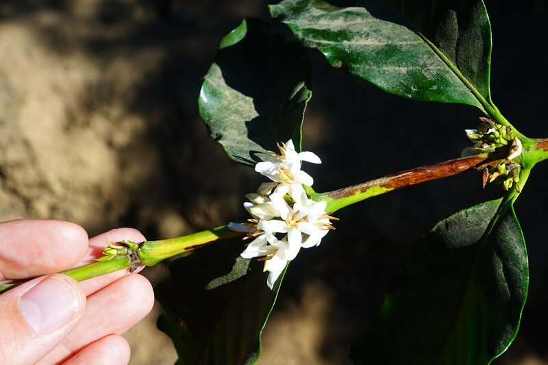 Как выращивают кофе в Гватемале