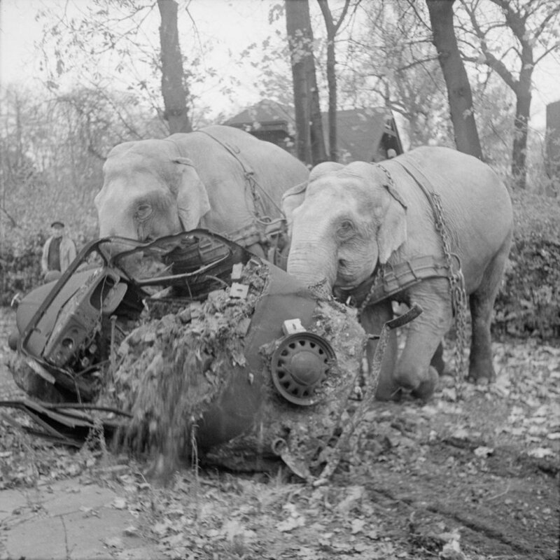 Цирковые слоны Кири и Мэни участвуют в уборке мусора с улиц разбомбленного Гамбурга. Германия, ноябрь 1945 года