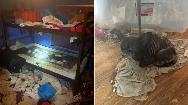 Трое детей и 245 животных проживали в нечеловеческих условиях в жилище во Флориде