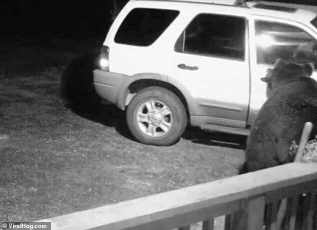 Видео: бурый медведь деловито открыл дверь машины
