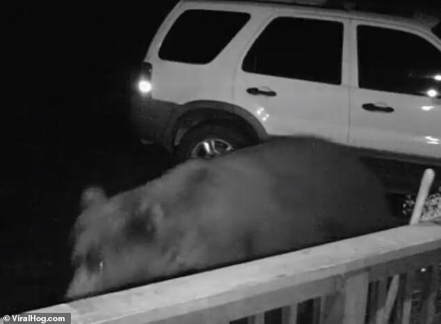 Видео: бурый медведь деловито открыл дверь машины