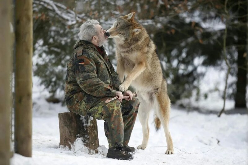 Белорусский лесник и приученный им дикий волк