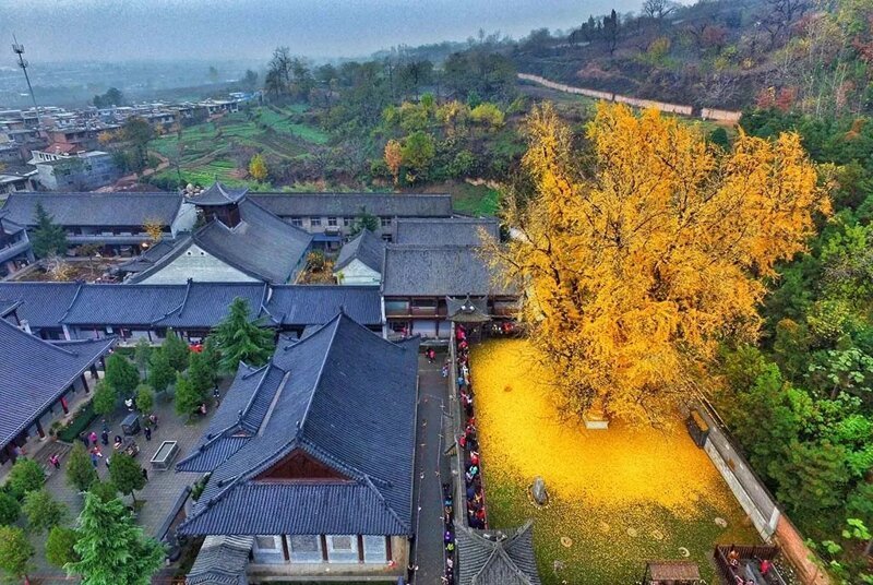 1400-летнее дерево Гинкго в Китае: захватывающее шоу золотого листопада