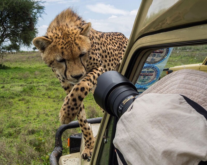  Выбор правильной позы. Гепарды в Африке очень любят залазить на машины и изучать чужаков.