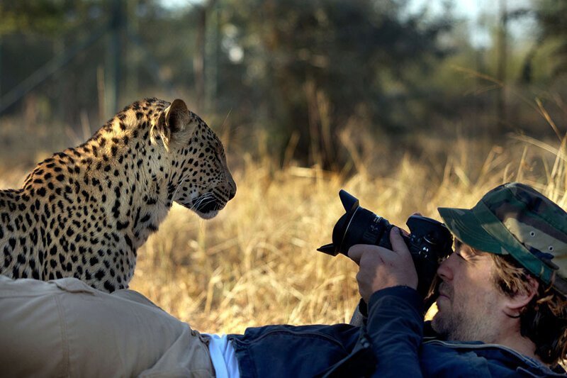 Усатая модель. Кстати, знающие люди говорят, что среди больших кошек нет никого страшнее леопарда, смотрящего тебе в глаза.