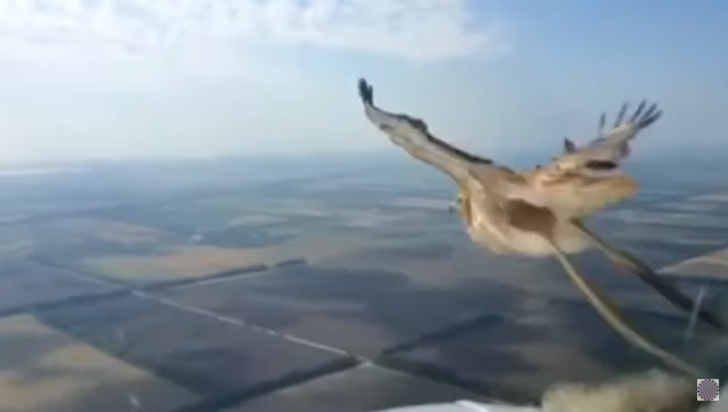 Российские пилоты сняли на видео, как птица влетела в лобовое стекло самолета