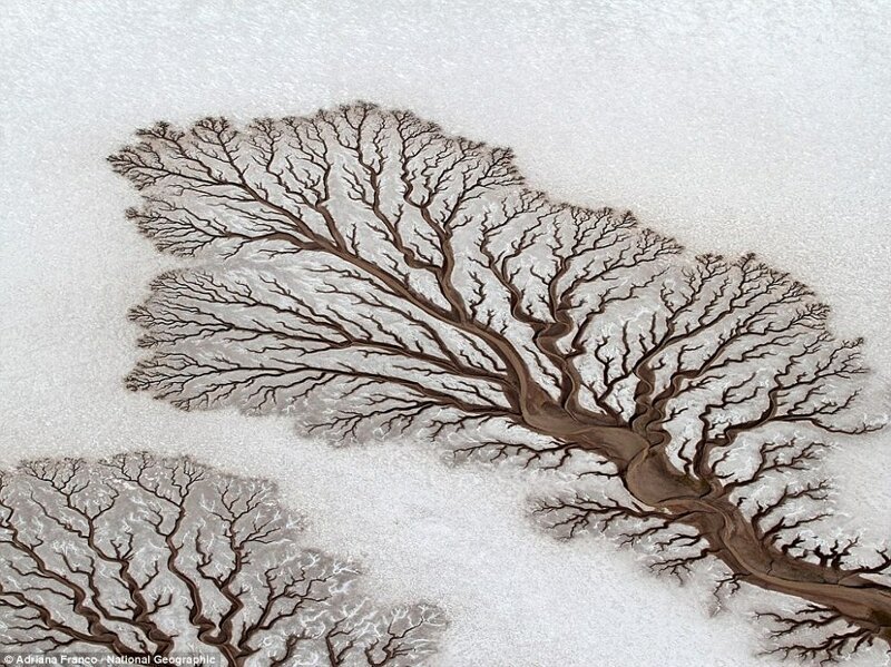 Мертвые деревья в снегу? На самом деле «ветви» – русла небольших речушек, пробивающихся через пустыню в штате Нижняя Калифорния (Мексика).