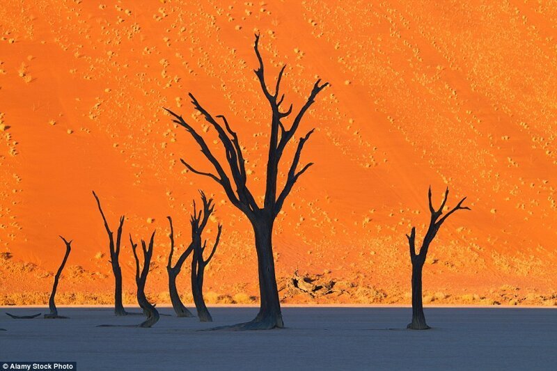 Этот неземной ландшафт больше похож на рисунок, чем на фотографию. Но все же эта картина существует в реальности: ярко-красные дюны и деревья можно найти на дне высохшего озера в Намибии.