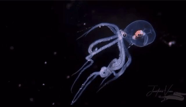 Мозг осьминогов - один из самых развитых среди беспозвоночных