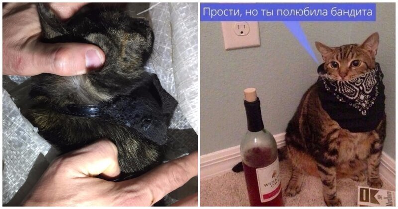 В Татарстане «задержали» кота-наркокурьера