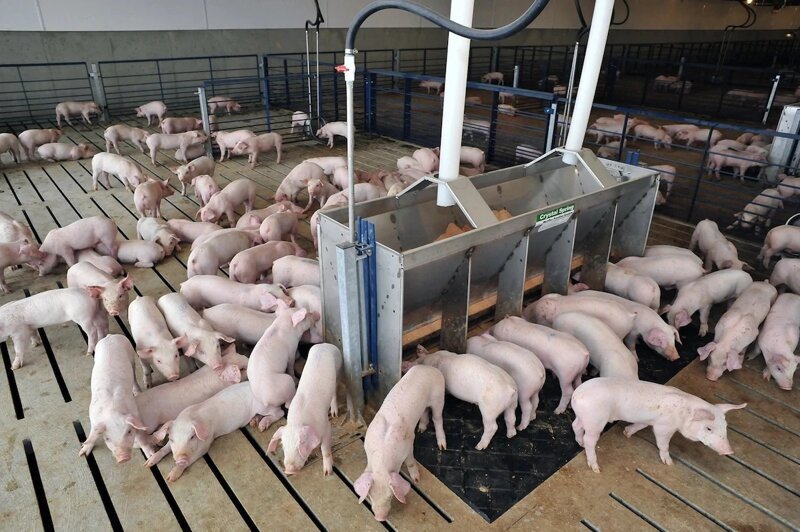 В Курской области запущен Пальцевский свинокомплекс мощностью 69 тыс. голов