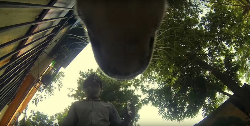 Жизнь уличной собаки в Индии и то, с чем этим животным ежедневно приходится сталкиваться