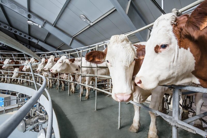 Британец вложил 5 млрд рублей в строительство молочной фермы в Псковской области