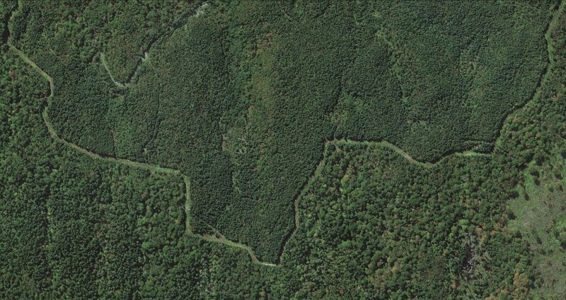 Граница США и Канады в лесу.