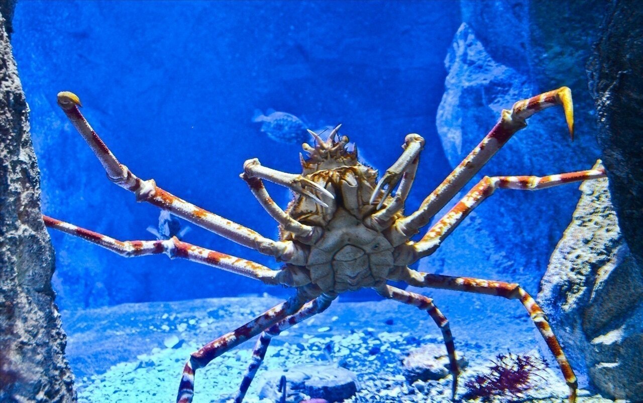 Высший краб. Японский краб Charybdis japonica. Краб паук. Крабы Macrocheira kaempferi. Японский глубоководный краб паук.