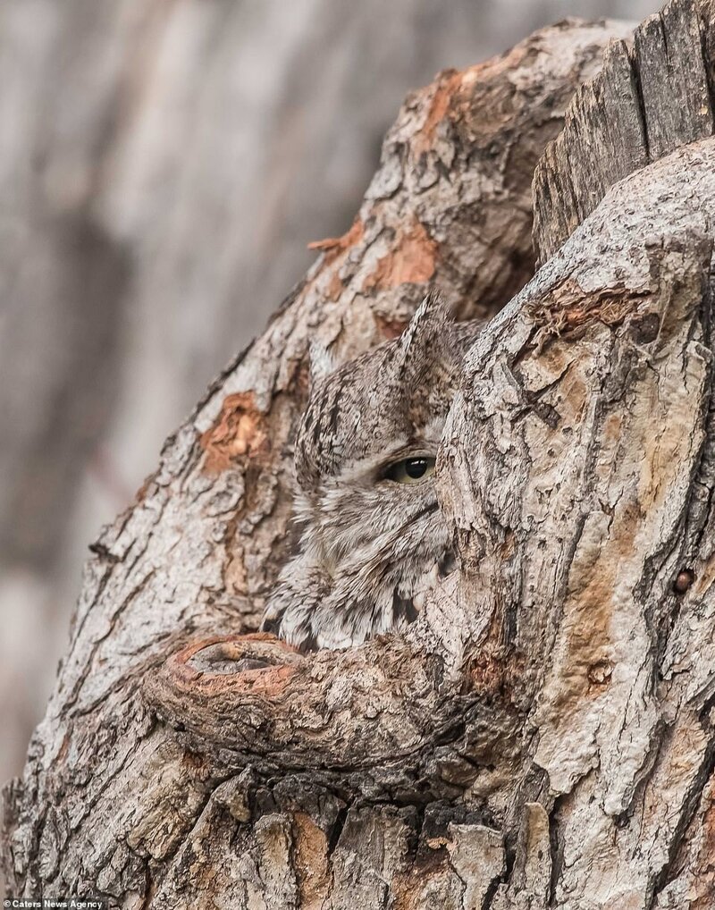 По словам фотографа, птица почти весь день сидела в расщелине дереве, охраняя свои яйца от хищников