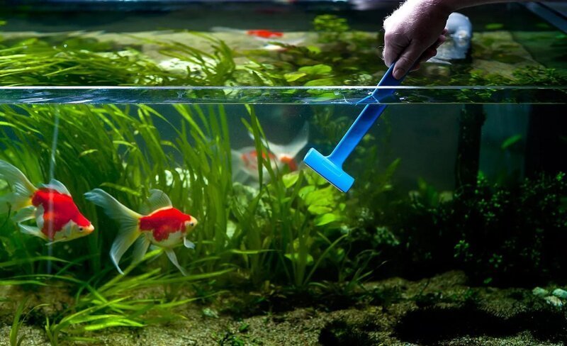 Вода в аквариуме меняет цвет: что делать?