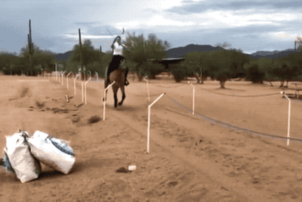 Лошадиные гифки